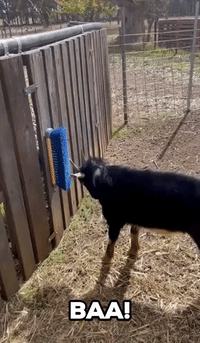 Adorable Goat Loves Getting Head Scratches