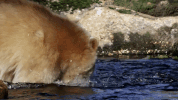symphony for our world GIF by Nat Geo Wild 