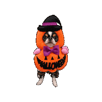 Dog Halloween Sticker