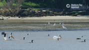 Elkhorn Slough Bird GIF by Monterey Bay Aquarium