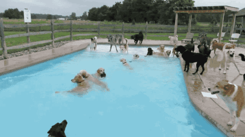 dog party GIF