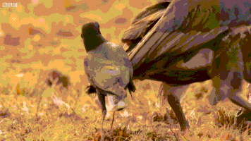 fight animals being jerks crow vultures carcass GIF
