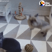 bunny rabbit GIF by The Dodo