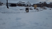 Utah Dog Bounds Through Snow in Slow-Motion Video