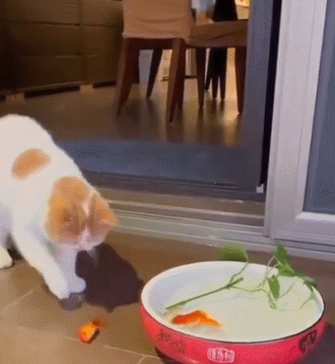 cuteanimalland giphyupload GIF