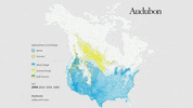 redhead GIF by audubon
