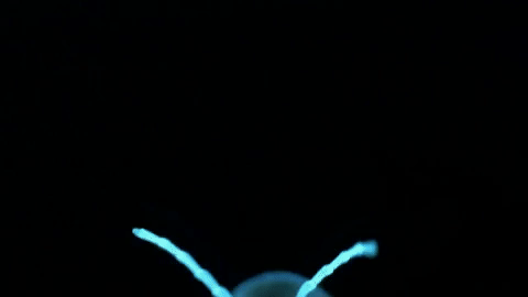 symphony for our world GIF by Nat Geo Wild 