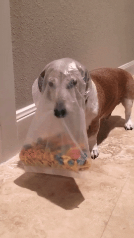 Cereal Funny Videos GIF by AFV Pets