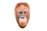 Happy Surprise Sticker