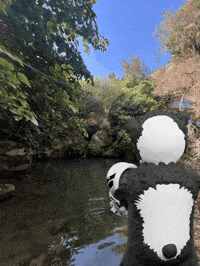 Panda View GIF by Endangered Labs