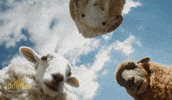 Lamb Shepherd GIF by The Sheep Detectives