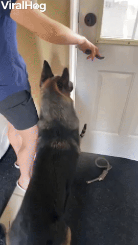 Cat Loves Going on Adventures with Dog