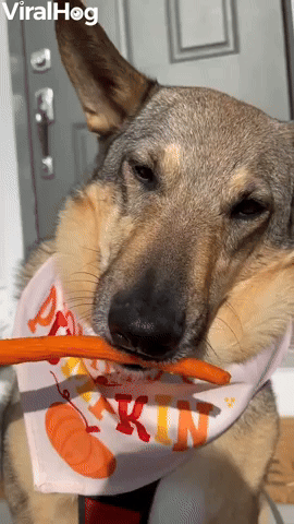 Minnesota Dog Munches on Carrot
