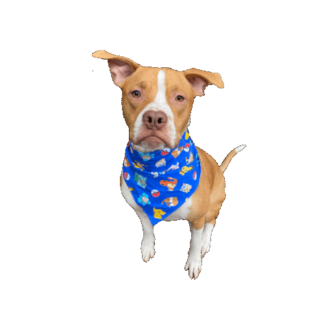 Oliver Pibble Sticker by Geekster Pets