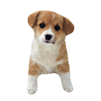 Puppy Puppies Sticker by imoji