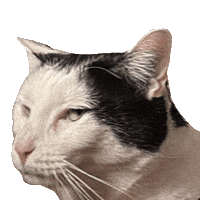 Side Eye Judging You GIF
