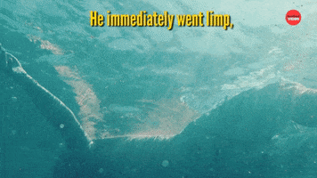 Shark Week Sharks GIF by BuzzFeed
