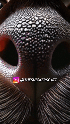 Eyes Cat Nose GIF