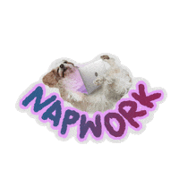 7kingcavaliers cavalier lazy dog cavalier king charles spaniel 7kingcavaliers Sticker
