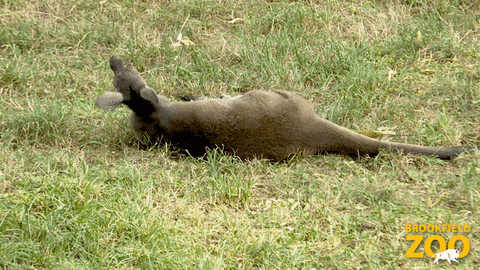 Morning Roll GIF by Brookfield Zoo