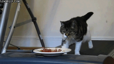 Cats Workouts GIF