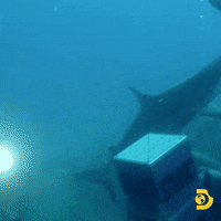 Swimming With Sharks GIF by Shark Week