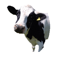 cow STICKER by imoji