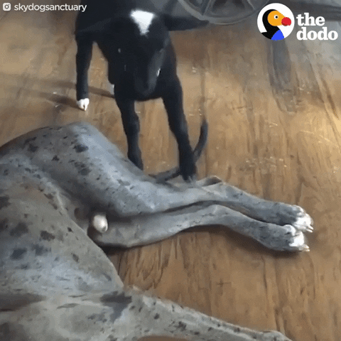 goat GIF by The Dodo