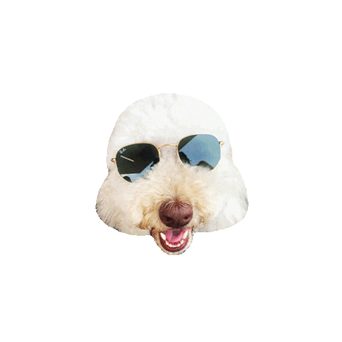 syddesignsocial giphyupload friyay poodle happy dog Sticker
