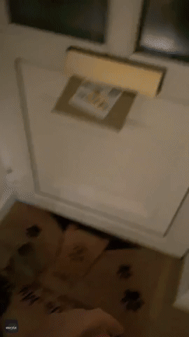 Pomeranian Becomes a 'Tornado' of Fluff When Mail Delivered