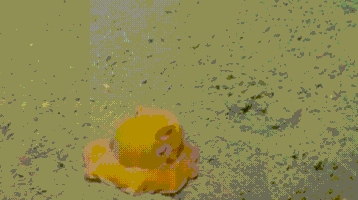octopus tentacles GIF