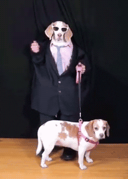 Dog GIF