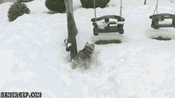 dog swing GIF by Cheezburger