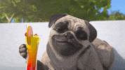 Dog Love GIF by TeamTO