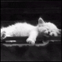 Cat Sleeping GIF