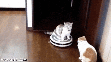 cat roomba GIF