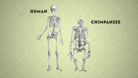 man human skeleton GIF