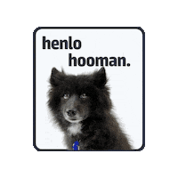 petwithit pet henlo petwithit Sticker