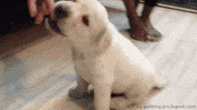 labrador retriever GIF