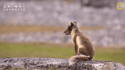 National Geographic GIF by Nat Geo Wild