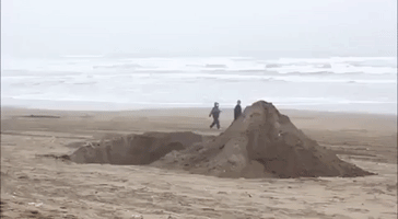 Japanese Officials Bury Hundreds of Beached Melon-Headed Whales