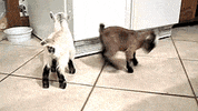 goat GIF