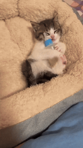 cuteanimalland giphyupload GIF