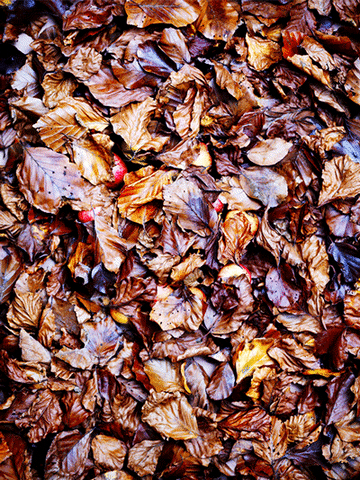 GIF by Liberation.fr