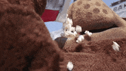 missouristate popcorn missouri state missouri state bears missouristate GIF