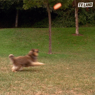 Kevin James Dog GIF by TV Land