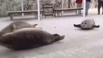 man seal bouncing GIF