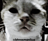 Cat GIF