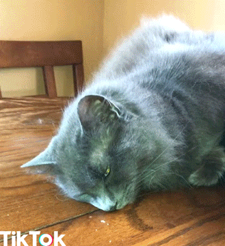 cat no GIF by TikTok