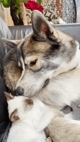 Dog and Kitten Become Instant Pals in Adorable Fir